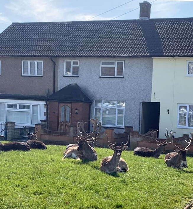 animals-roam-streets-coronavirus-quarantine-5e8aef6bb7841__700