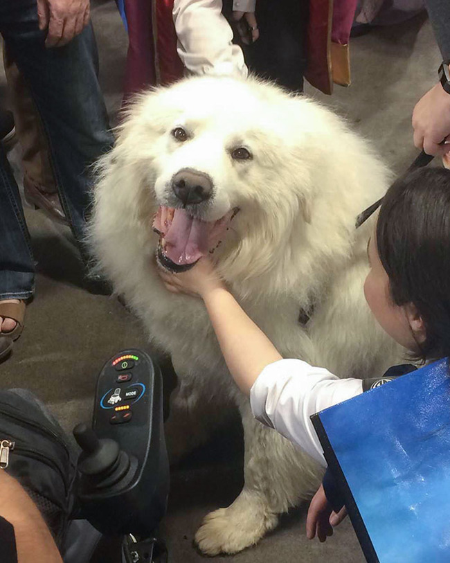 giant-dog-breeds-316-5fb7d7d5a3090__700