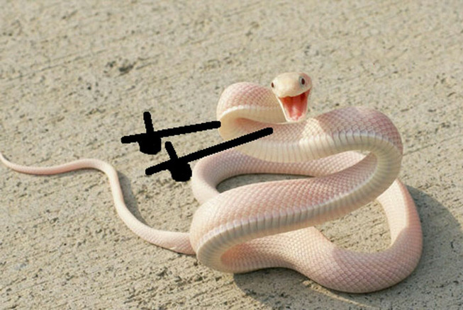 funny-snakes-arms-doodle-82-5d8221e0336af__700
