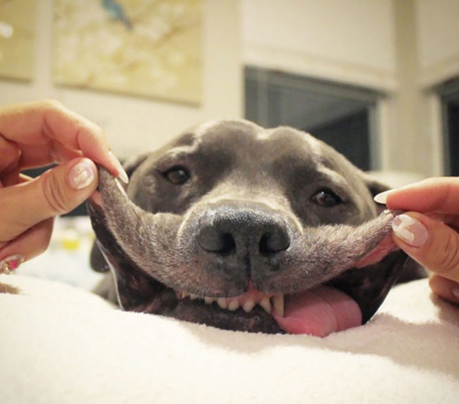 funny-dogs-extra-skin-stretchy-faces-40-5f0476b129098__700