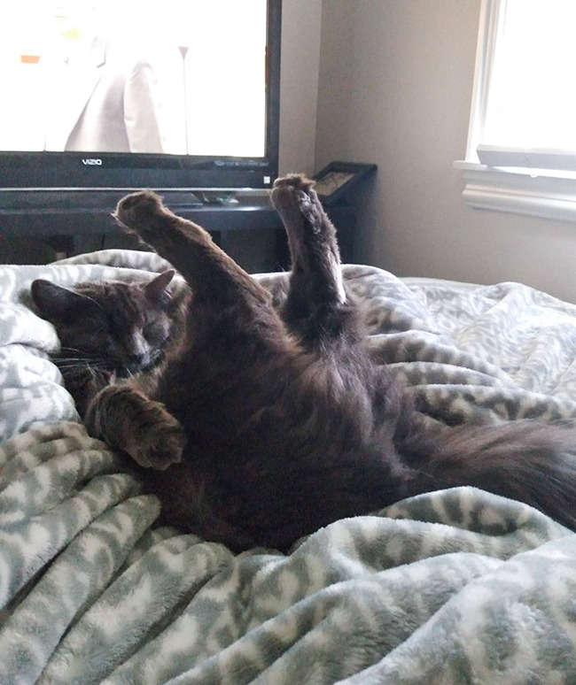 pets-escaping-summer-heat-100-64f96b8ac1f71__700
