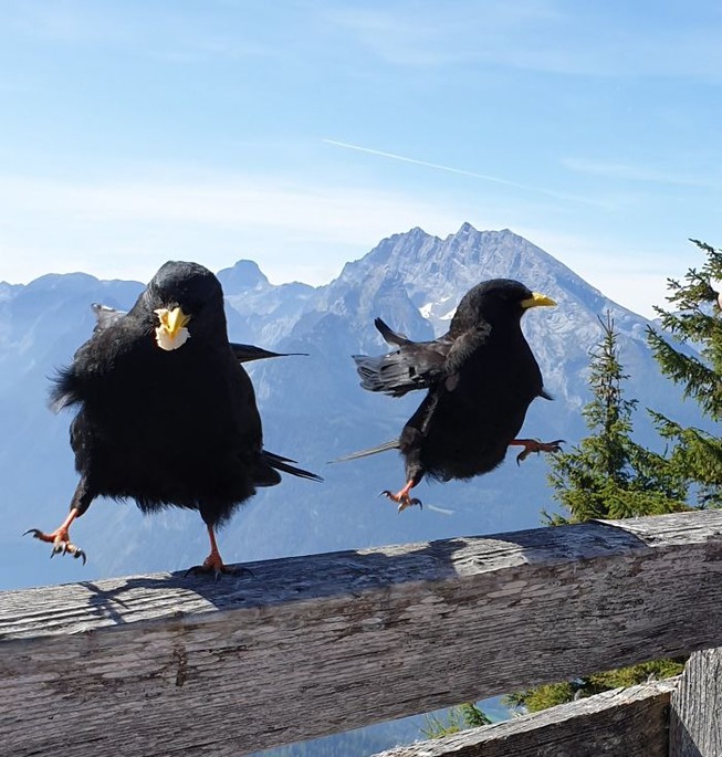 funny-crappy-wildlife-photography-300-5eb52ba049b5f__700