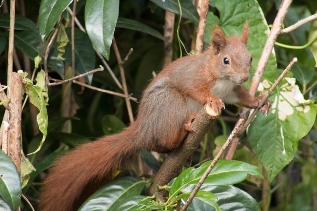 squirrel-5309341_960_720
