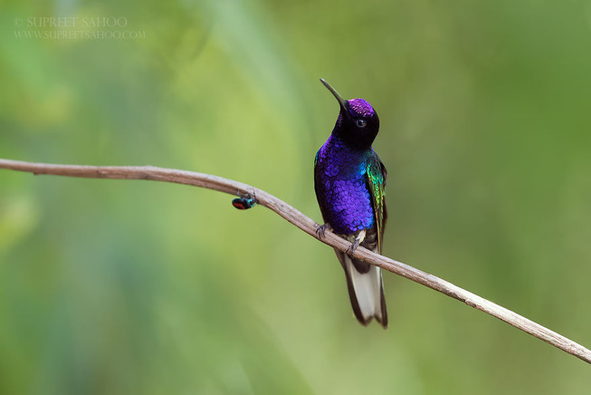 Velvet-purple-coronet-2-5e878bd91f894__880