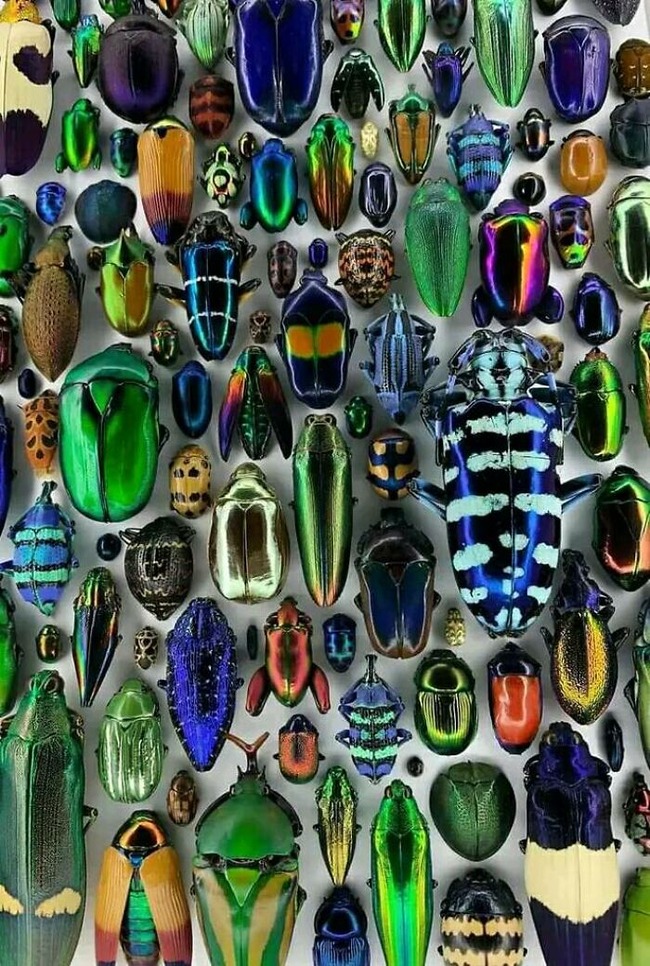 weird-peculiar-bizarre-odd-images-66752e16e91d5__700
