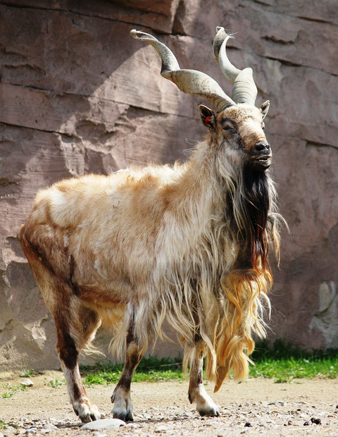 11 - Markhor