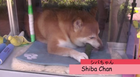 たばこ店　柴犬　看板犬