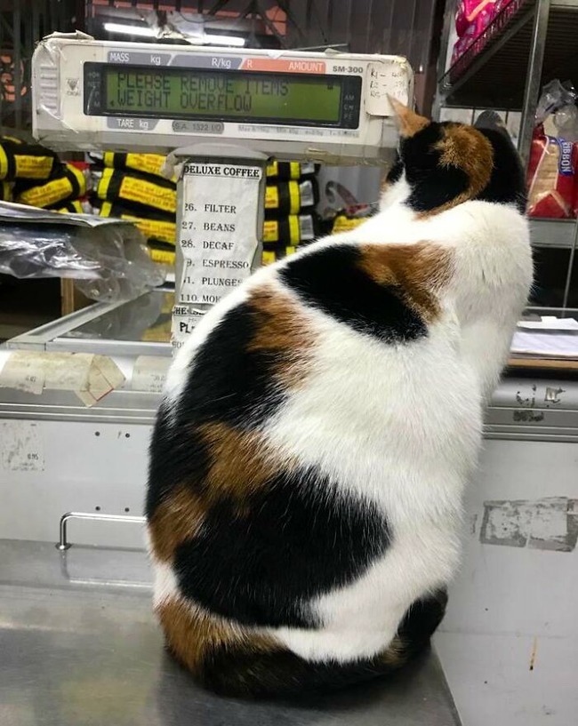 funny-store-cats-pictures-65-62bbf2fa438ce__700