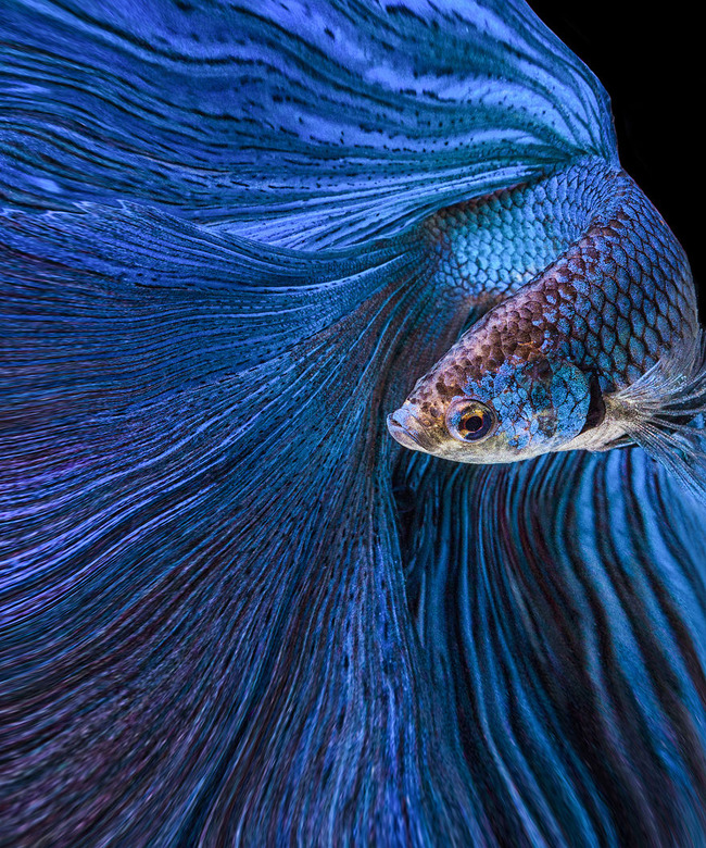Blue-Moon-5df8cfef4c212__880