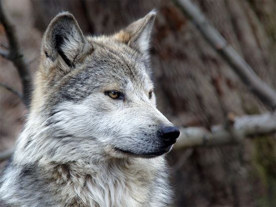 mexican-gray-wolf_don-burkett-800