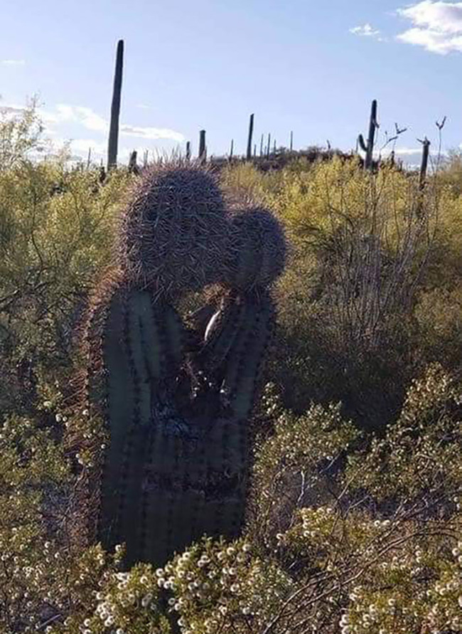 pareidolia-pictures-65-67866049188eb__700
