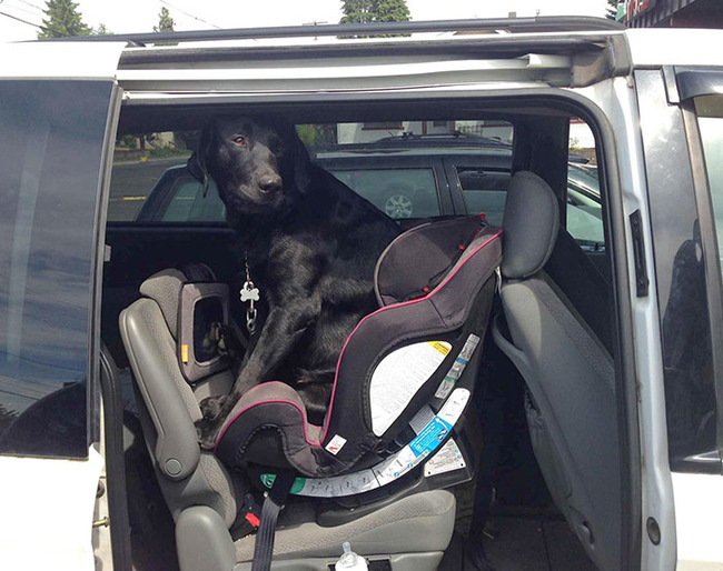 funny-jealous-pets-22-642440fd6bd98__700