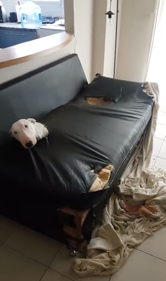pets-destroying-things-04-60362f9e40803__700