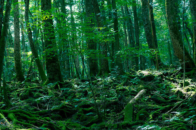 Aokigahara_Forest