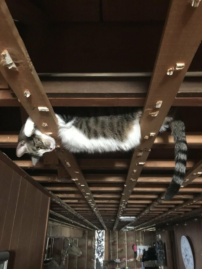 places-where-cats-shouldnt-be-606337e478553__700