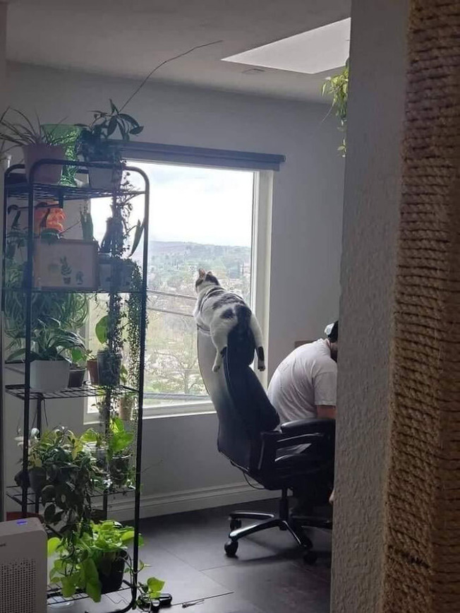 derp-cats-pics-618e25a9d2383__700