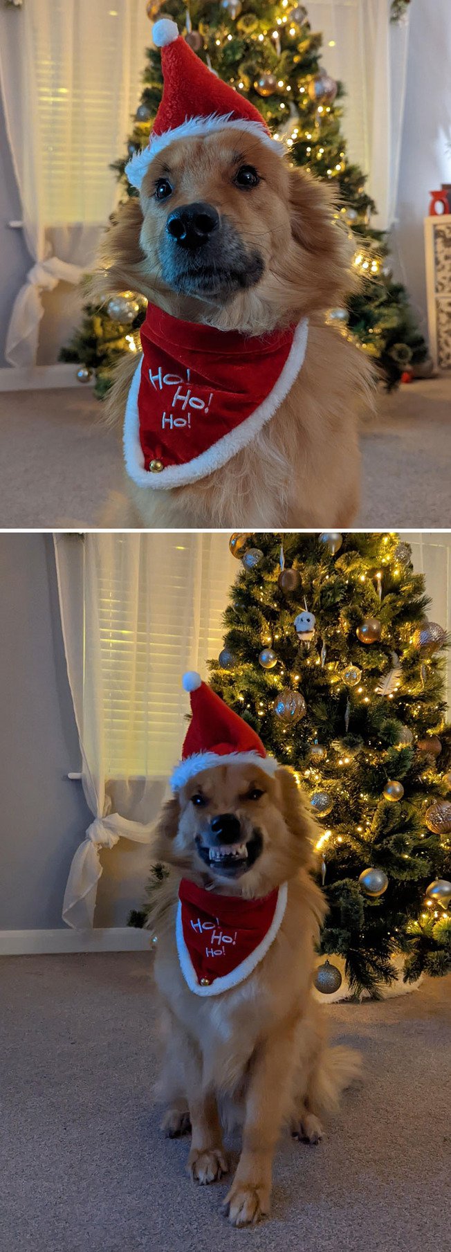 funny-christmas-pets-8-61b8983b75b50__700