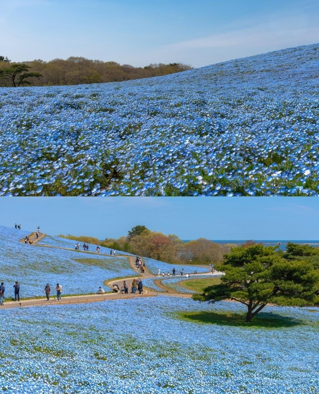 japan-is-currently-home-to-a-hil(2)