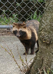 220px-Tanuki_By_Iwanafish-_Cropped