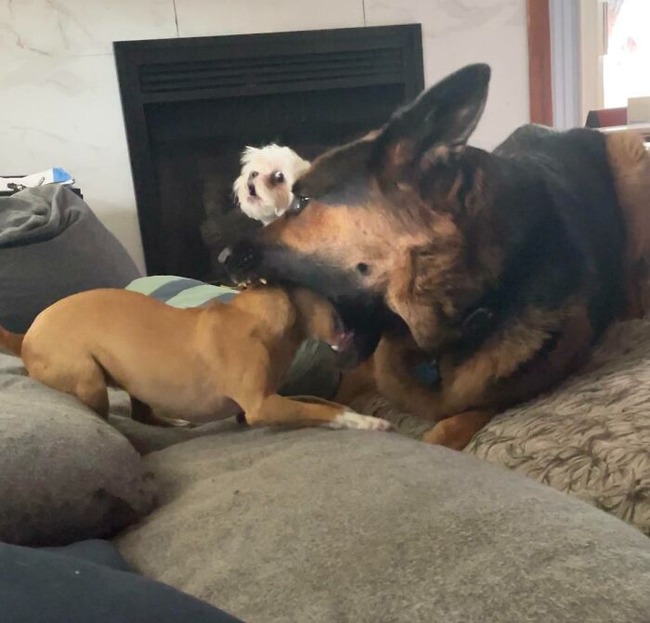 656f15bbbe464_hilarious-whats-wrong-with-your-dog-pics