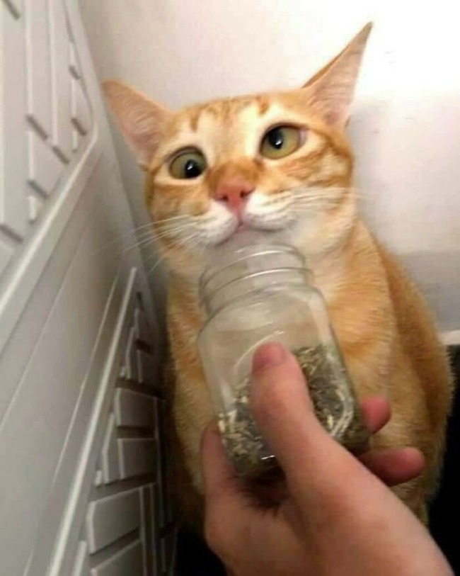 CUe5W2gFT_B-png__700