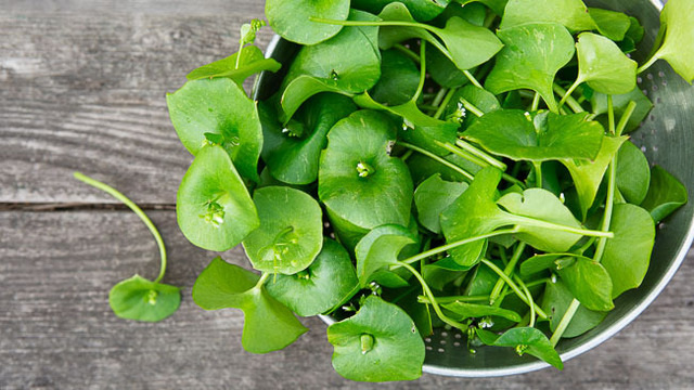 2017-03-30-Miners-lettuce-5