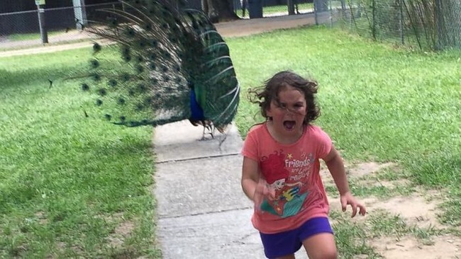 funny-birds-threatening-auras-65644e817bcdf__700