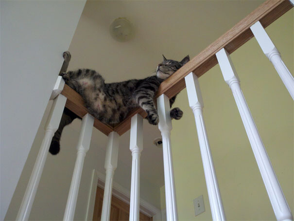 cats-sleeping-strange-places-11-5e69f5a795fa2__605