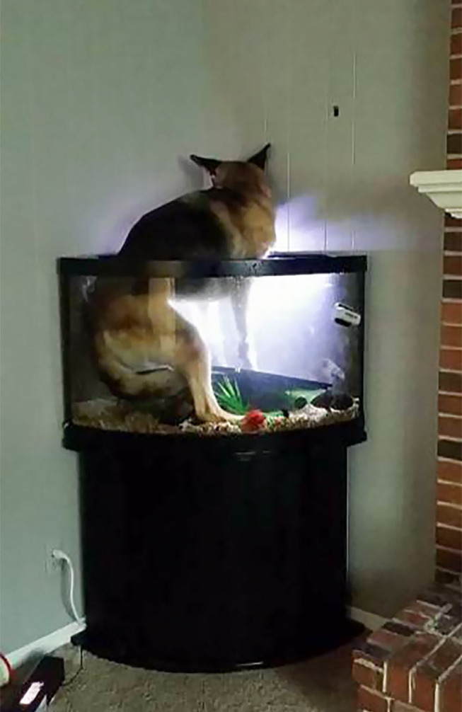 funny-animals-bad-day-134-5ef4bb3ba7c5f__700