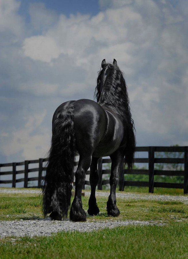 frederik-the-great-friesian-horse-stallion-37-5e96fa05673f9__700