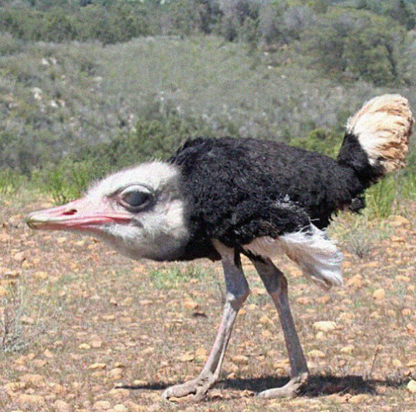 take-the-neck-of-animals-and-the-result-is-adorable