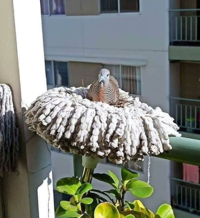 funny-bird-nests-unusual-places-2-64663bb887674__700