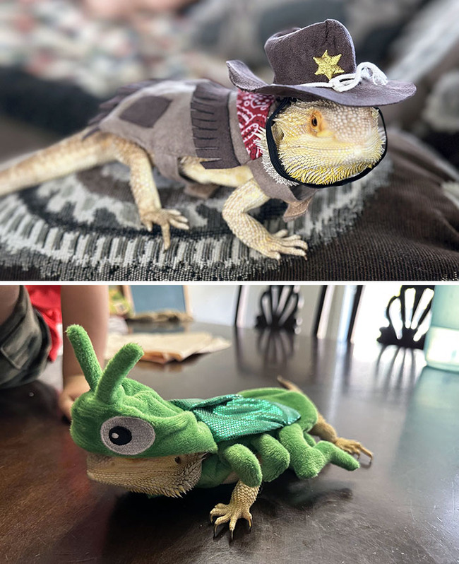 pet-halloween-costumes-55-65312ac3cc5f1__700