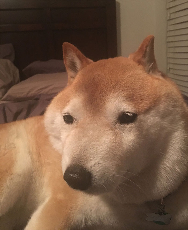 funny-shiba-inu-20-5ae8514c9fba9__700