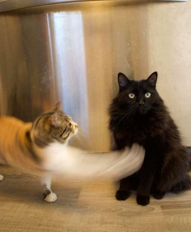 63ce793e841e9_funny-blurry-pictures-of-cats