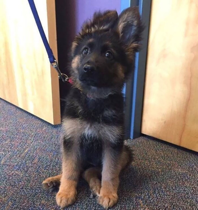 adorable-police-puppies-102-6544d44a96f1b__700