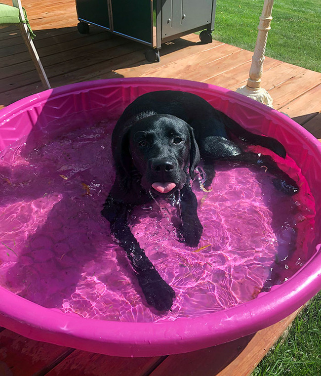 pets-escaping-summer-heat-15-64f735fbd7861__700