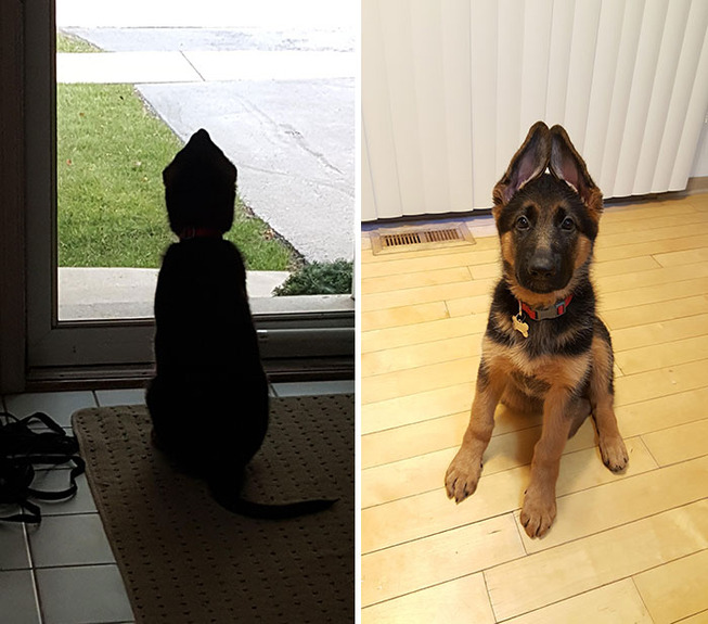 german-shepherd-cute-puppies-2-5f3106de6b1f2__700
