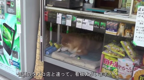 たばこ店 柴犬 看板犬