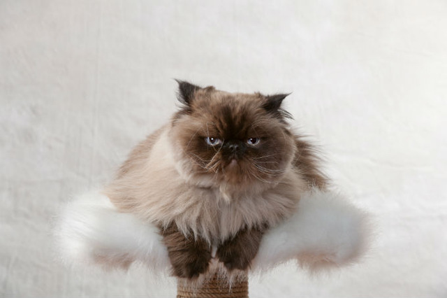 himalayan-cats-and-kittens-6