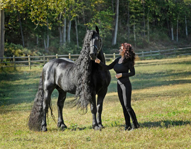 frederik-the-great-friesian-horse-stallion-5-5e96f9c1a6823__700