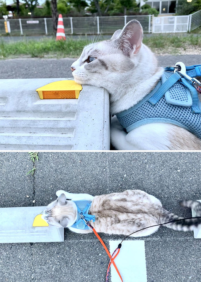 cats-sleeping-parking-lot-curves-5f215d9cd5436__700