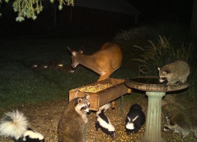 5f8549a434dae_8cthpcgkc4p01__700