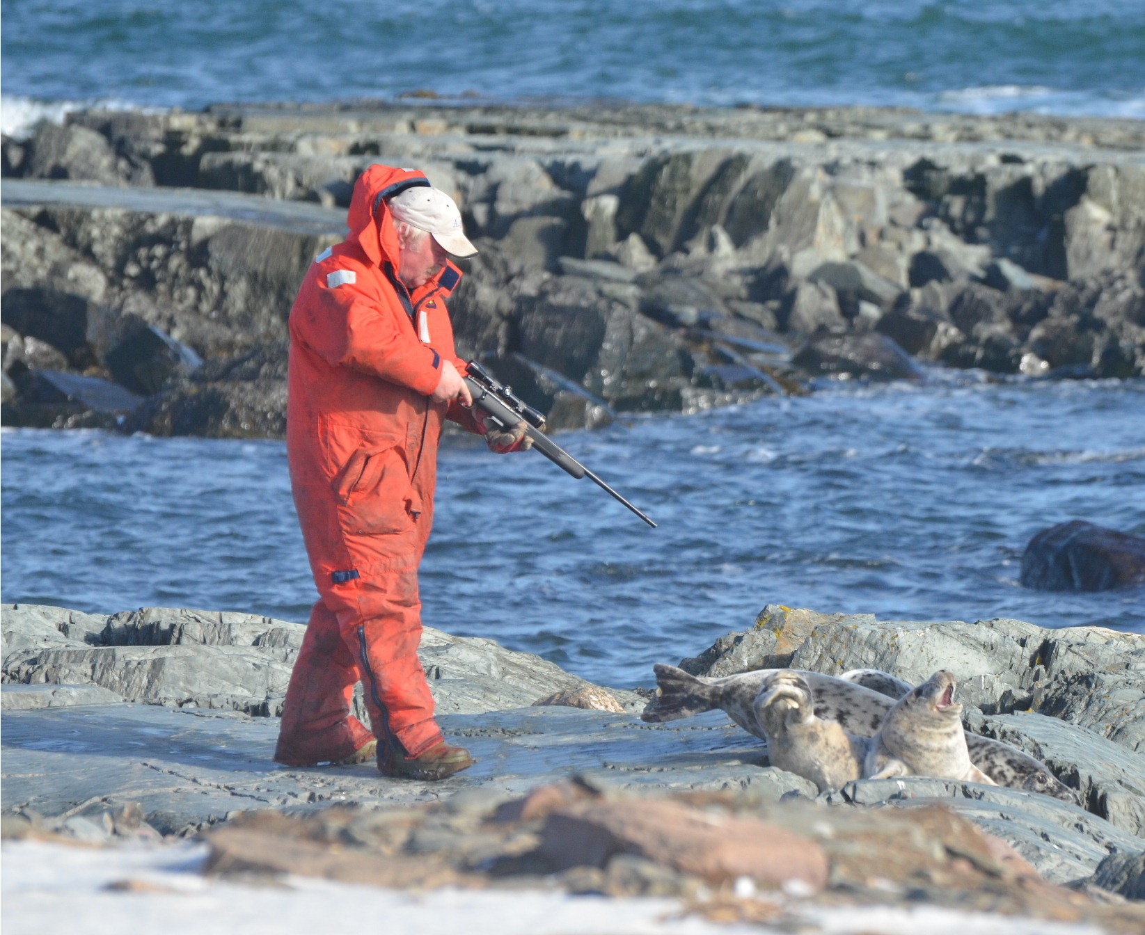 海外 カナダ人のアザラシ猟が残酷なんだが人間としてどうなの 海外の反応 海外の万国反応記 海外の反応