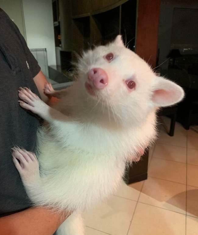 65609134c04e2_unusual-pets-genetic-mutations