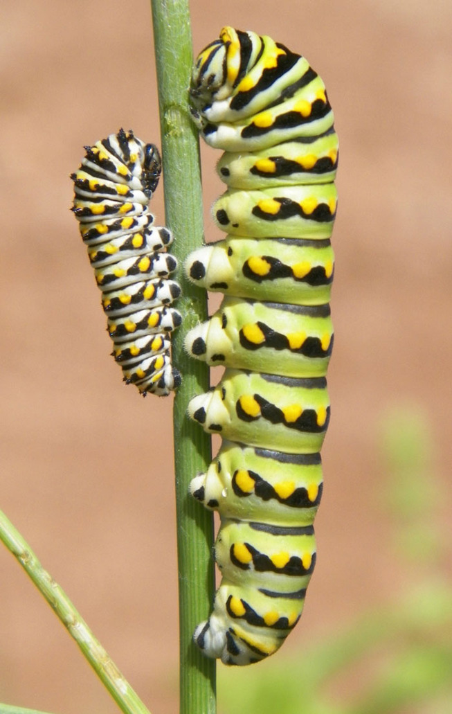 caterpillar-feets-6-5ef0c01d3b3f9__700