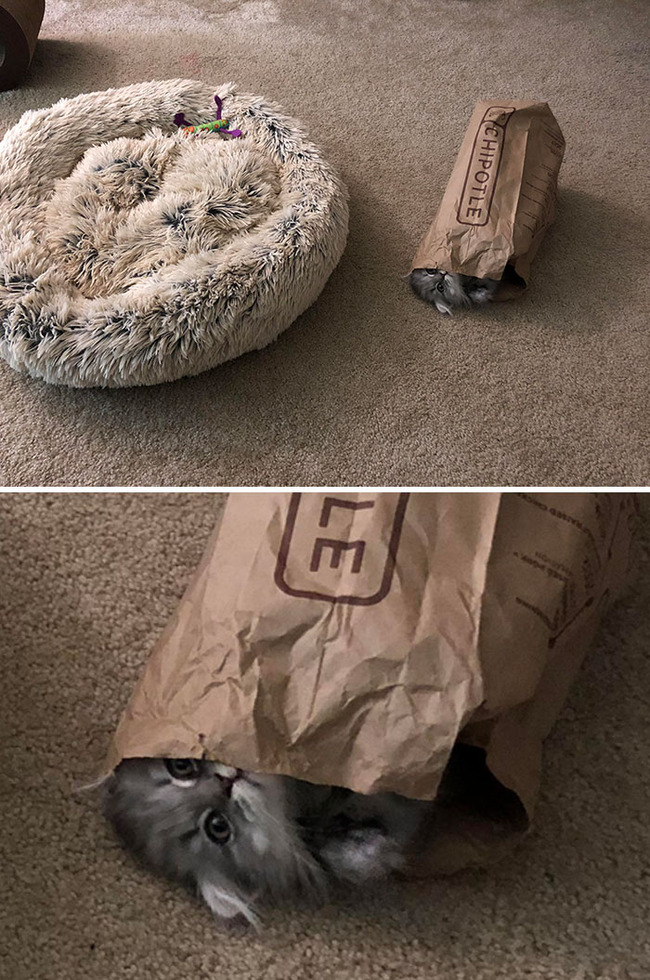funny-cat-logic-beds-232-5f7adac917c10__700