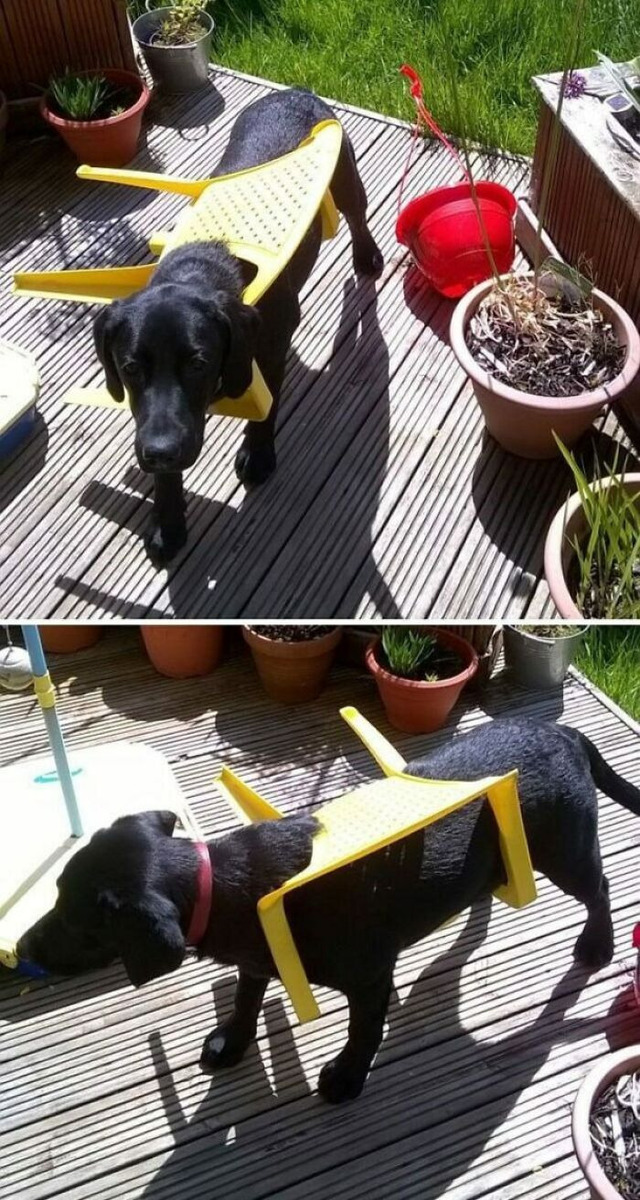 funny-times-animals-got-trapped(4)