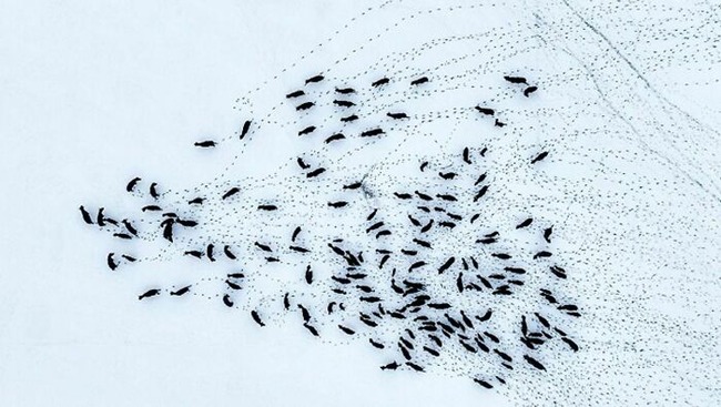 65fbe20531c9b_9ivtruepblda1__700