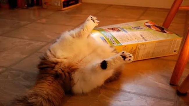 stuck-animals-while-eating-17-5f3fcd2f3cc20__700